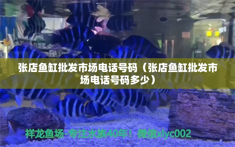 张店鱼缸批发市场电话号码（张店鱼缸批发市场电话号码多少） 观赏鱼市场（混养鱼）