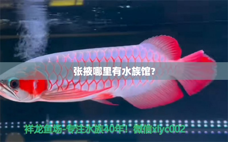 张掖哪里有水族馆? 水族问答 第2张