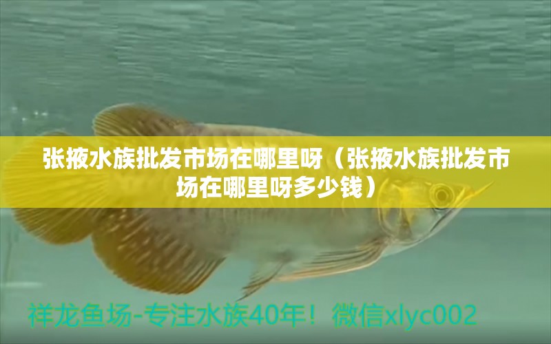 张掖水族批发市场在哪里呀（张掖水族批发市场在哪里呀多少钱） 观赏鱼水族批发市场