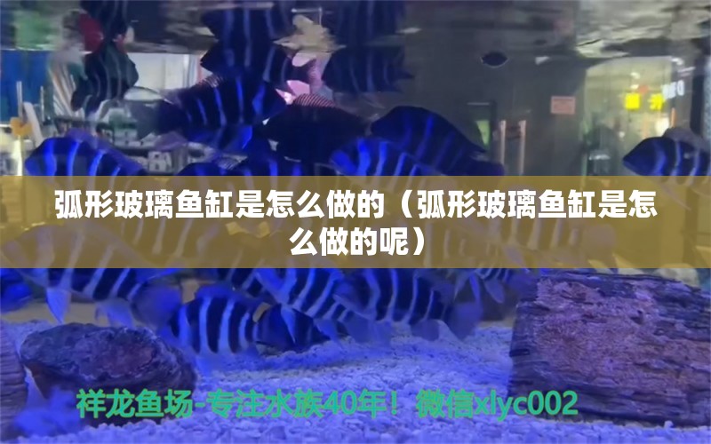 弧形玻璃鱼缸是怎么做的（弧形玻璃鱼缸是怎么做的呢） 观赏鱼水族批发市场