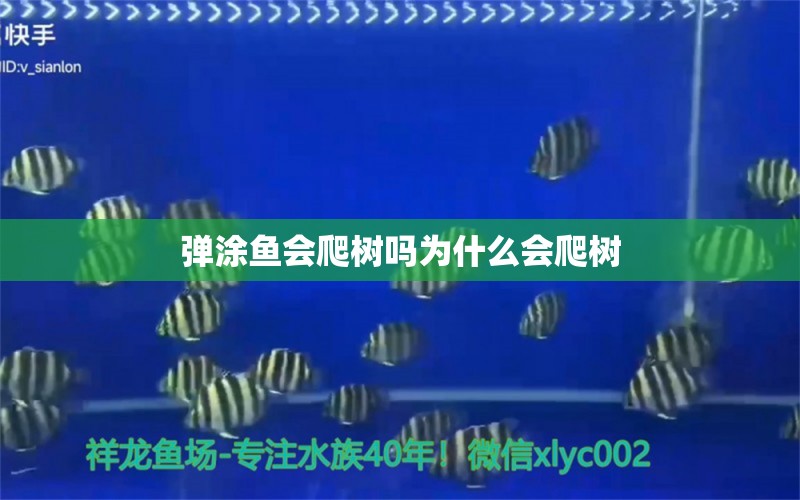 弹涂鱼会爬树吗为什么会爬树 海水鱼（海水鱼批发） 第2张