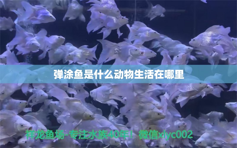 弹涂鱼是什么动物生活在哪里 巴卡雷龙鱼 第2张