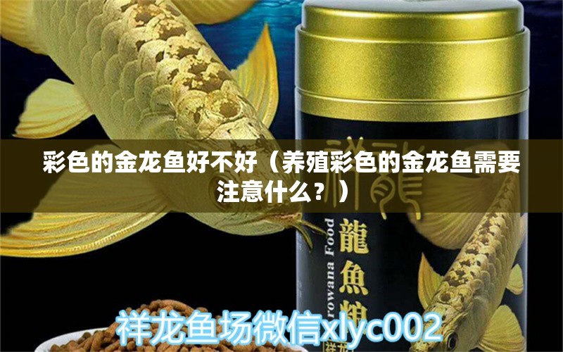 彩色的金龙鱼好不好（养殖彩色的金龙鱼需要注意什么？）