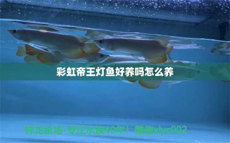 彩虹帝王灯鱼好养吗怎么养