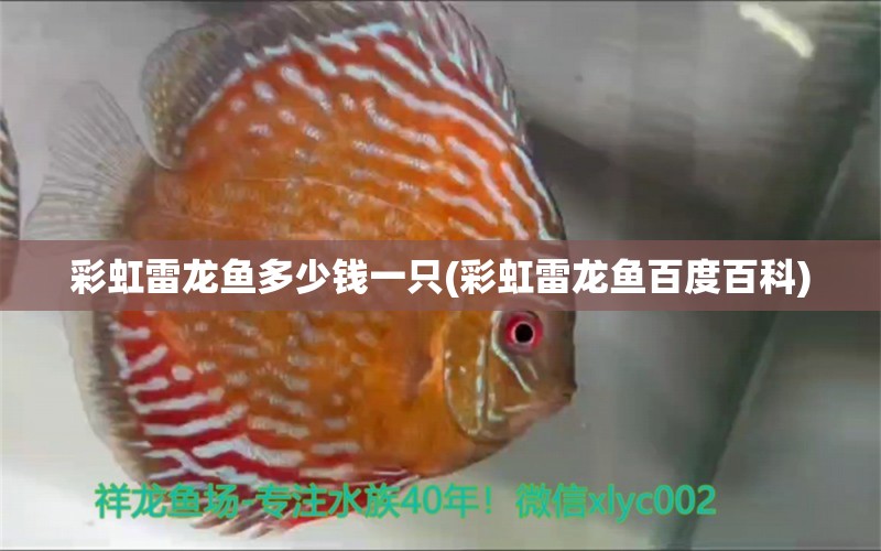 彩虹雷龙鱼多少钱一只(彩虹雷龙鱼百度百科)