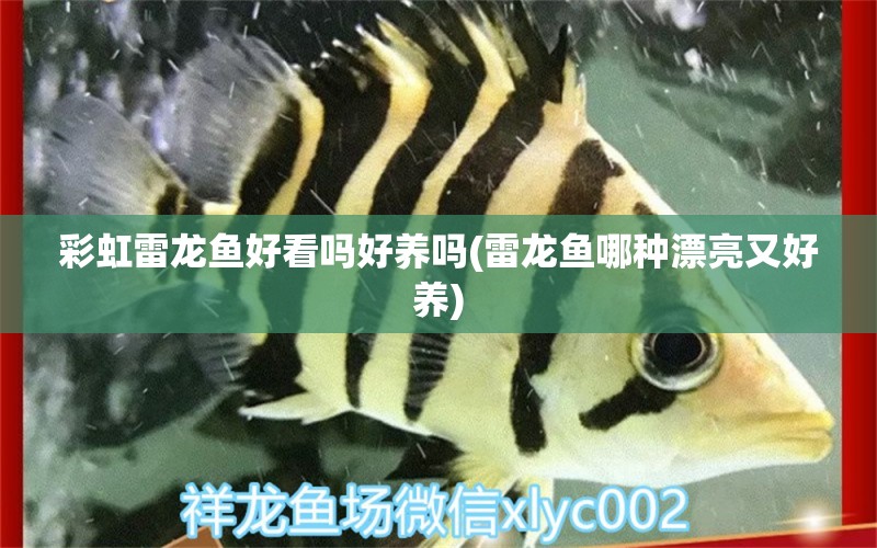 彩虹雷龙鱼好看吗好养吗(雷龙鱼哪种漂亮又好养) 广州祥龙国际水族贸易