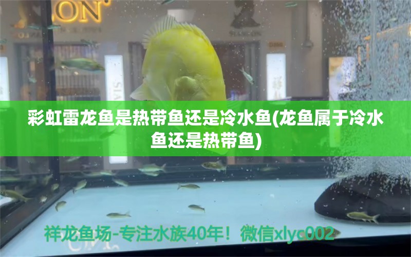 彩虹雷龙鱼是热带鱼还是冷水鱼(龙鱼属于冷水鱼还是热带鱼) 福满钻鱼