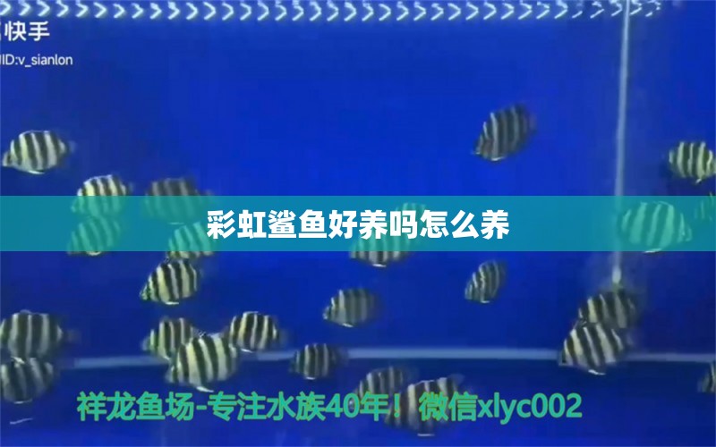 彩虹鲨鱼好养吗怎么养