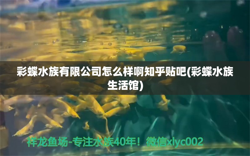 彩蝶水族有限公司怎么样啊知乎贴吧(彩蝶水族生活馆)