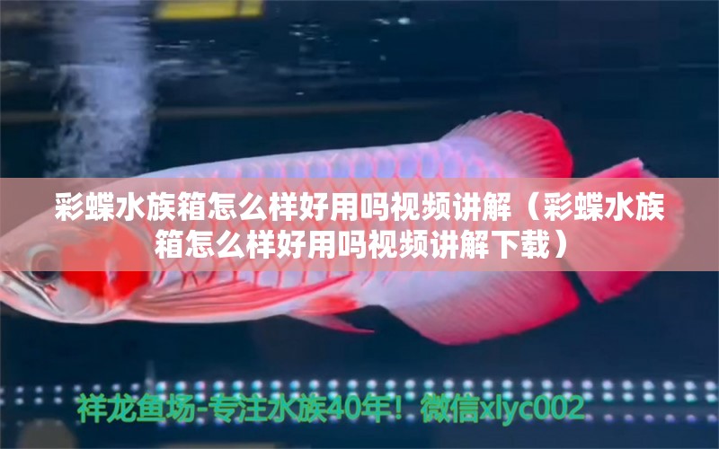 彩蝶水族箱怎么样好用吗视频讲解（彩蝶水族箱怎么样好用吗视频讲解下载）