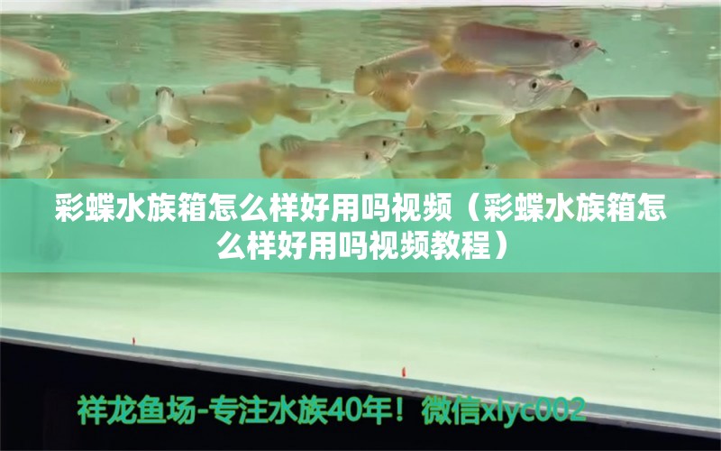 彩蝶水族箱怎么样好用吗视频（彩蝶水族箱怎么样好用吗视频教程）