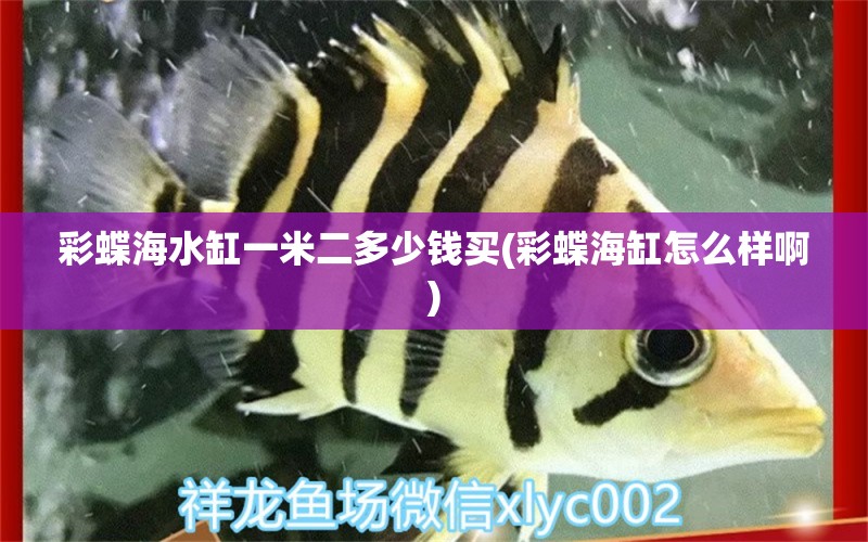 彩蝶海水缸一米二多少钱买(彩蝶海缸怎么样啊) 黄金达摩鱼