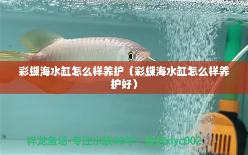 彩蝶海水缸怎么样养护（彩蝶海水缸怎么样养护好）