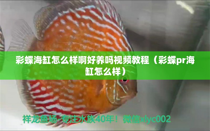 彩蝶海缸怎么样啊好养吗视频教程（彩蝶pr海缸怎么样） 广州观赏鱼批发市场