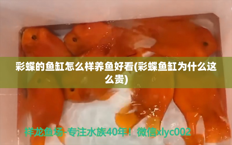 彩蝶的鱼缸怎么样养鱼好看(彩蝶鱼缸为什么这么贵)