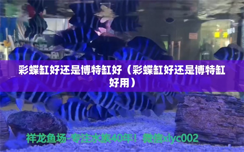 彩蝶缸好还是博特缸好（彩蝶缸好还是博特缸好用）