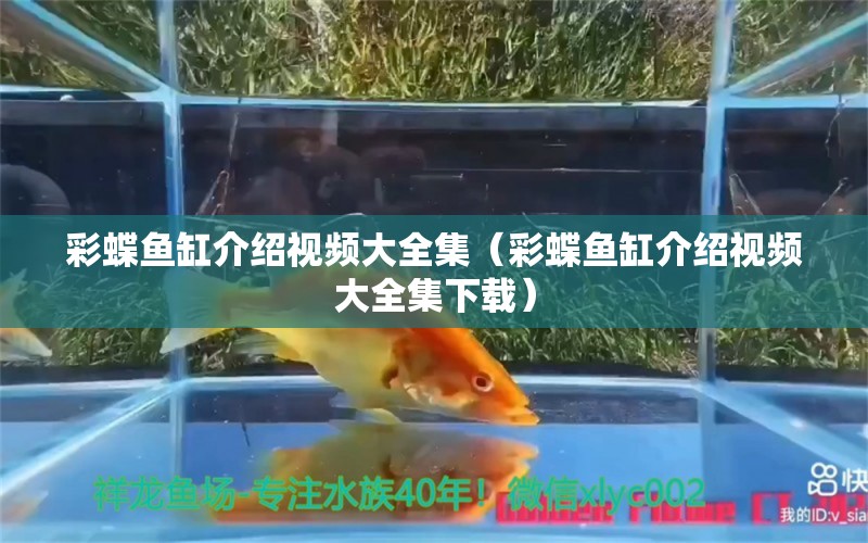 彩蝶鱼缸介绍视频大全集（彩蝶鱼缸介绍视频大全集下载）