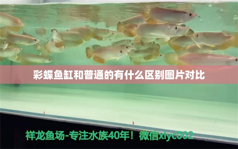 彩蝶鱼缸和普通的有什么区别图片对比 水族问答 第1张