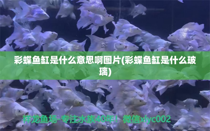 彩蝶鱼缸是什么意思啊图片(彩蝶鱼缸是什么玻璃) 罗汉鱼批发