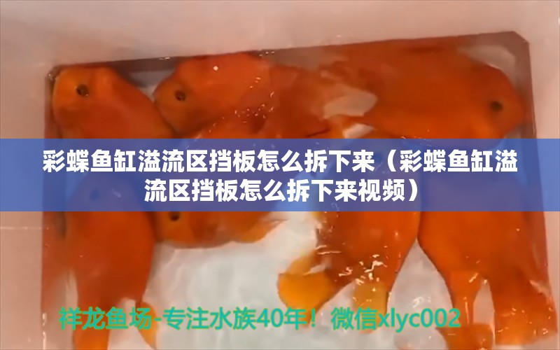 彩蝶鱼缸溢流区挡板怎么拆下来（彩蝶鱼缸溢流区挡板怎么拆下来视频）