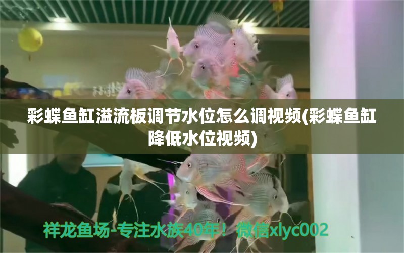 彩蝶鱼缸溢流板调节水位怎么调视频(彩蝶鱼缸降低水位视频)