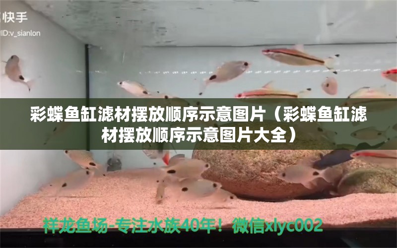 彩蝶鱼缸滤材摆放顺序示意图片（彩蝶鱼缸滤材摆放顺序示意图片大全）