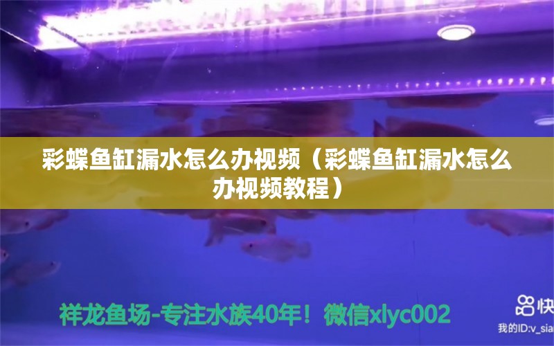 彩蝶鱼缸漏水怎么办视频（彩蝶鱼缸漏水怎么办视频教程） 祥龙水族医院