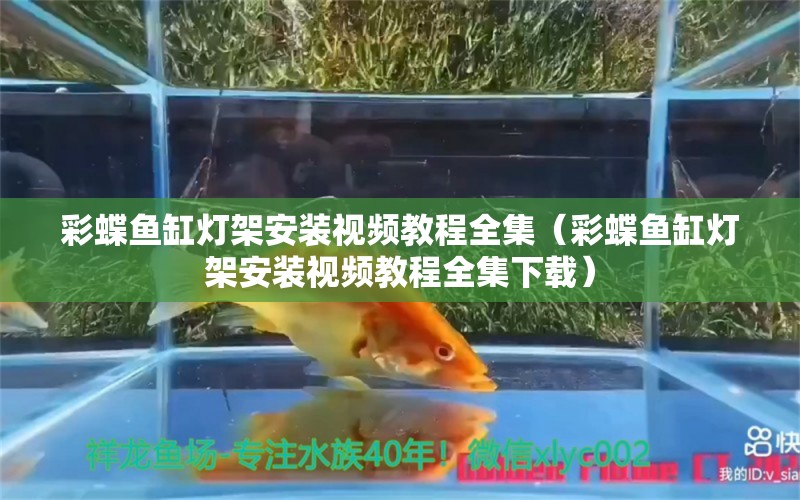 彩蝶鱼缸灯架安装视频教程全集（彩蝶鱼缸灯架安装视频教程全集下载） 量子养鱼技术