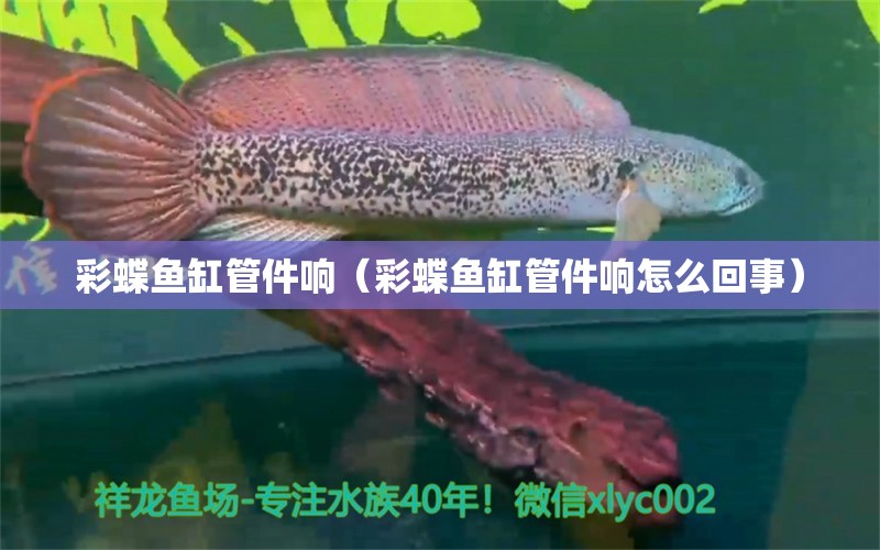 彩蝶鱼缸管件响（彩蝶鱼缸管件响怎么回事）