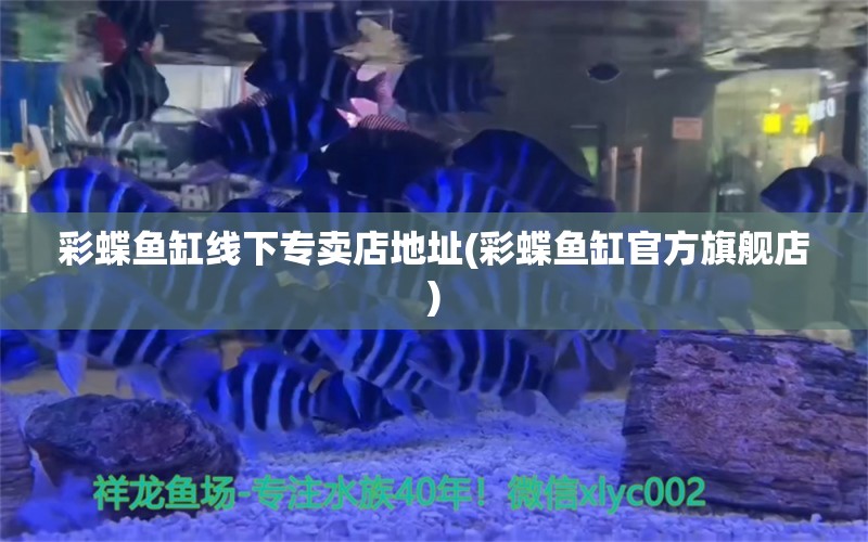 彩蝶鱼缸线下专卖店地址(彩蝶鱼缸官方旗舰店) 哥伦比亚巨暴鱼苗