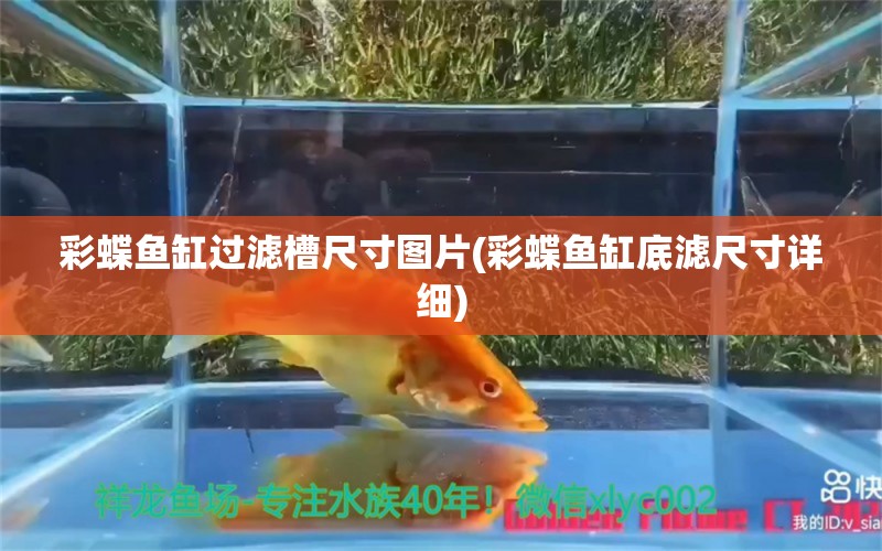 彩蝶鱼缸过滤槽尺寸图片(彩蝶鱼缸底滤尺寸详细)