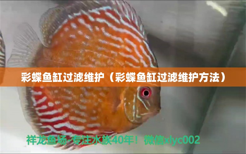 彩蝶鱼缸过滤维护（彩蝶鱼缸过滤维护方法）