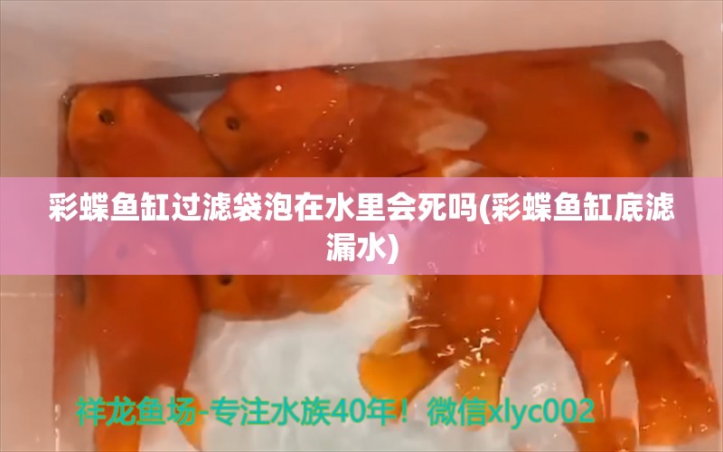 彩蝶鱼缸过滤袋泡在水里会死吗(彩蝶鱼缸底滤漏水) 圣菲埃及鱼