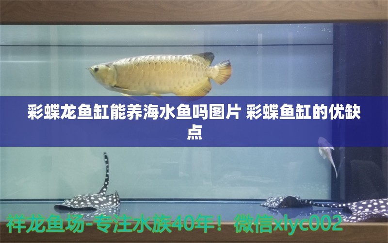 彩蝶龙鱼缸能养海水鱼吗图片 彩蝶鱼缸的优缺点 海水鱼