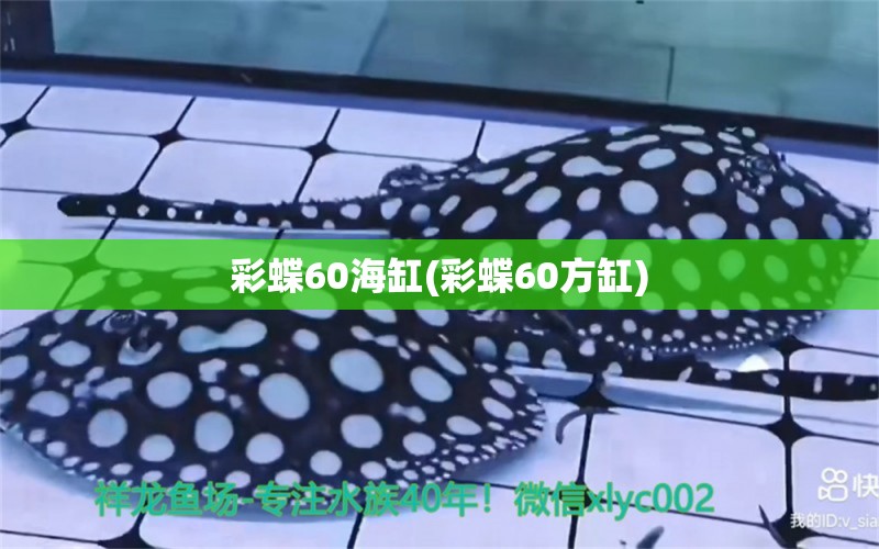 彩蝶60海缸(彩蝶60方缸) 水族品牌