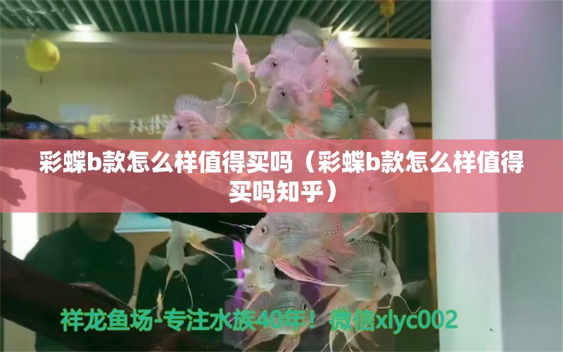 彩蝶b款怎么样值得买吗（彩蝶b款怎么样值得买吗知乎） 眼斑鱼