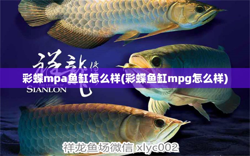 彩蝶mpa鱼缸怎么样(彩蝶鱼缸mpg怎么样) 海象鱼 第1张