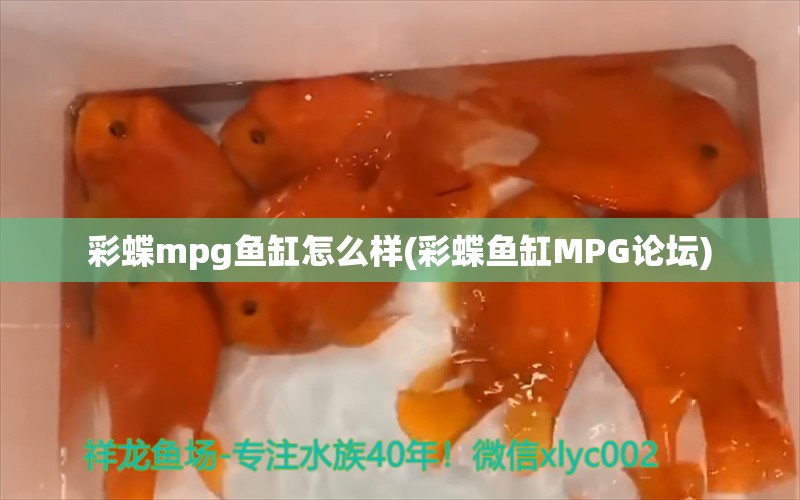 彩蝶mpg鱼缸怎么样(彩蝶鱼缸MPG论坛) 广州水族器材滤材批发市场