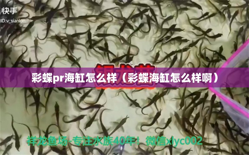 彩蝶pr海缸怎么样（彩蝶海缸怎么样啊）