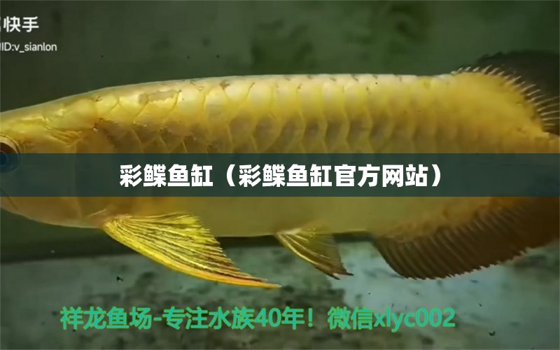 彩鲽鱼缸（彩鲽鱼缸官方网站）