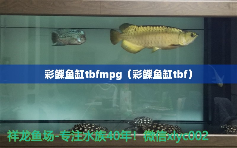 彩鲽鱼缸tbfmpg（彩鲽鱼缸tbf） 过滤设备