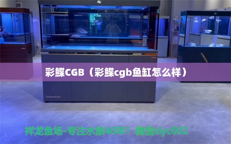 彩鲽CGB（彩鲽cgb鱼缸怎么样）