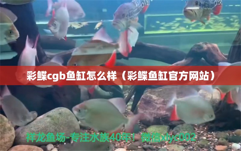 彩鲽cgb鱼缸怎么样（彩鲽鱼缸官方网站）