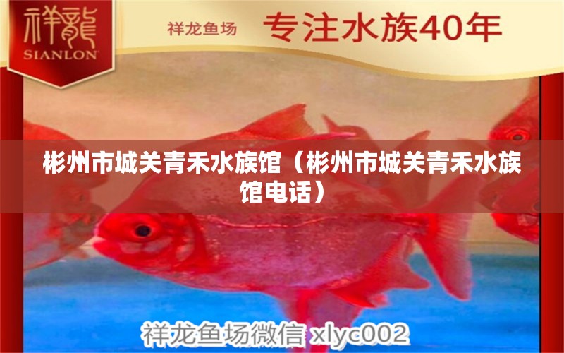 彬州市城关青禾水族馆（彬州市城关青禾水族馆电话）