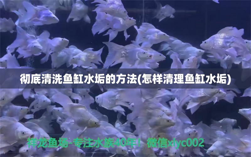 彻底清洗鱼缸水垢的方法(怎样清理鱼缸水垢) 狗仔（招财猫)鱼苗