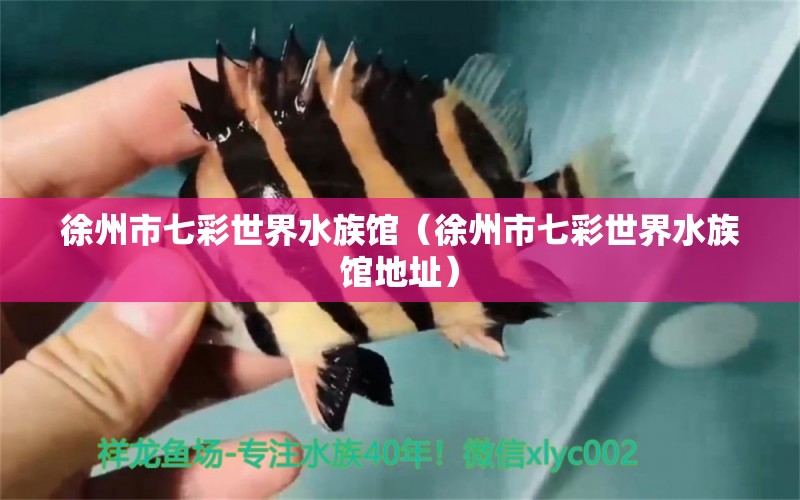 徐州市七彩世界水族馆（徐州市七彩世界水族馆地址） 全国水族馆企业名录