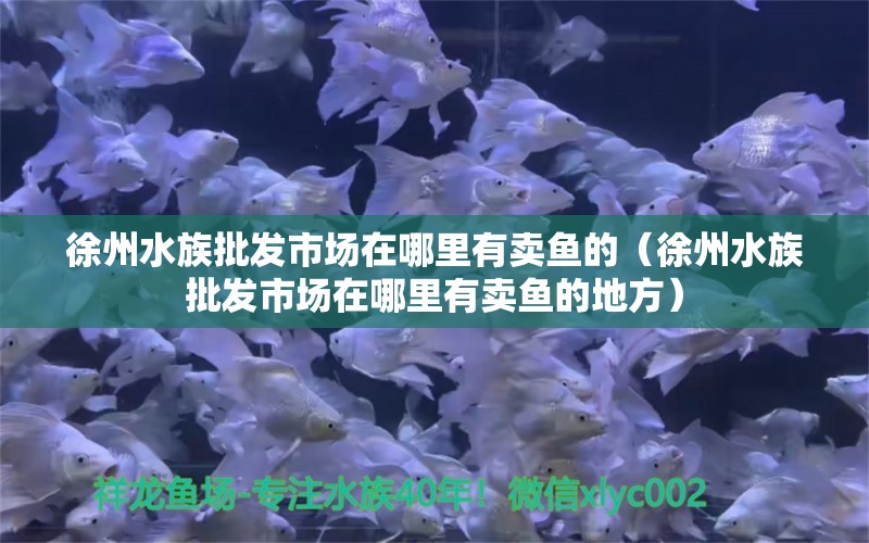 徐州水族批发市场在哪里有卖鱼的（徐州水族批发市场在哪里有卖鱼的地方） 观赏鱼水族批发市场