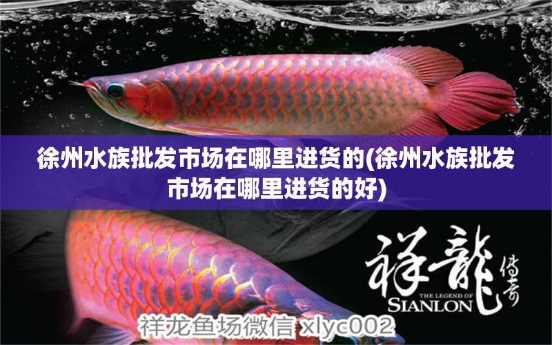 徐州水族批发市场在哪里进货的(徐州水族批发市场在哪里进货的好)