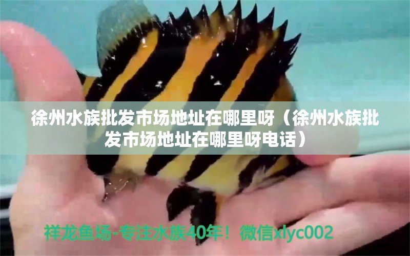 徐州水族批发市场地址在哪里呀（徐州水族批发市场地址在哪里呀电话）