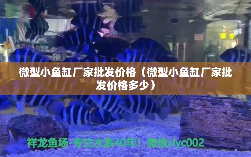 微型小鱼缸厂家批发价格（微型小鱼缸厂家批发价格多少）